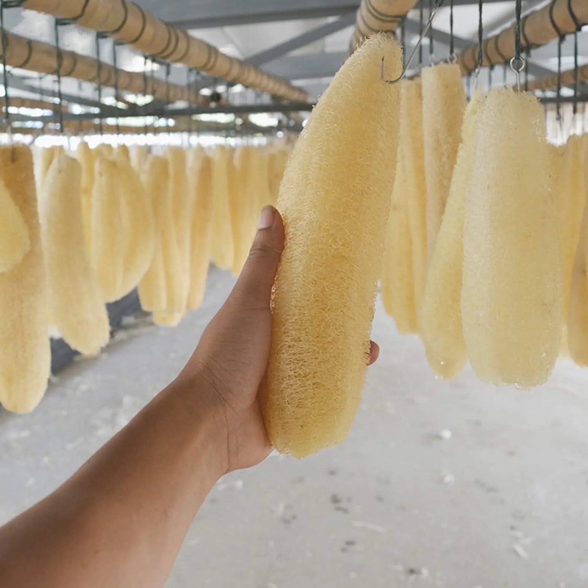 Full Loofah Natural Exfoliating Biodegradable Loofah Sponge Cellulose Natural Shower Sponge Scrubber for Kitchen Bathroom